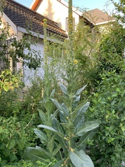 Verbascum thapsus