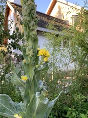 Verbascum thapsus