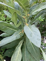 Verbascum thapsus
