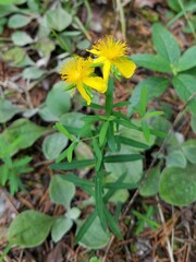Hypericum dolabriforme