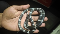 Bungarus multicinctus wanghaotingi