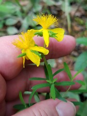 Hypericum dolabriforme