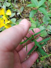 Hypericum dolabriforme