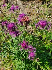 Centaurea scabiosa