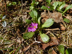 Primula cuneifolia