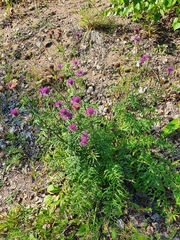 Centaurea scabiosa