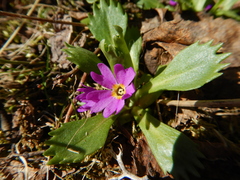 Primula cuneifolia