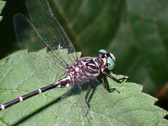 Stylogomphus sigmastylus