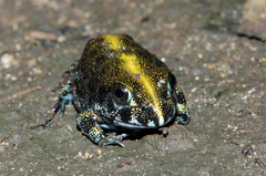 Pyxicephalus angusticeps