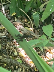 Anolis sagrei