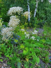 Valeriana officinalis