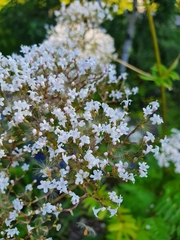 Valeriana officinalis