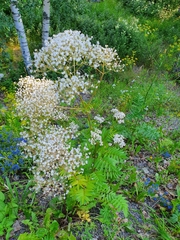 Valeriana officinalis