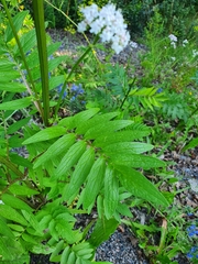 Valeriana officinalis