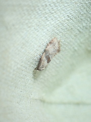 Cochylidia implicitana