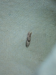 Cochylidia implicitana