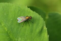 Chrysotus