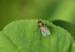 Chrysotus