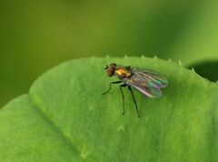 Chrysotus