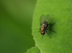 Chrysotus