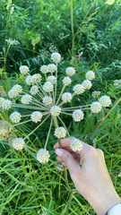 Angelica capitellata