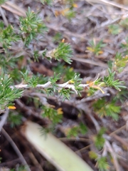 Margyricarpus