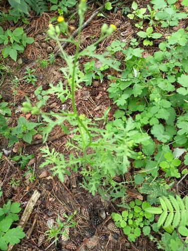 Senecio viscosus iNat (1)