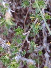 Margyricarpus
