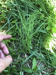 Equisetum arvense