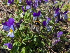 Bombus jonellus