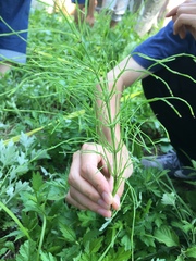 Equisetum arvense