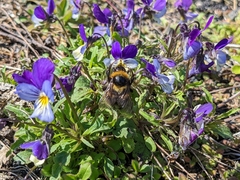 Bombus jonellus