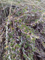 Margyricarpus