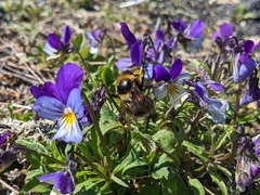 Bombus jonellus