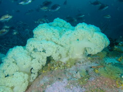 Pseudonephthea liltvedi