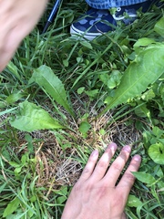 Taraxacum officinale