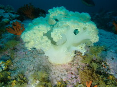 Pseudonephthea liltvedi