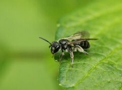 Andrena