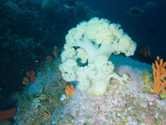 Pseudonephthea liltvedi