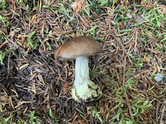 Cortinarius scaurus