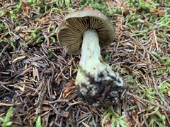 Cortinarius scaurus