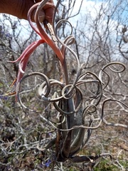 Tillandsia intermedia