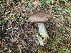 Cortinarius scaurus