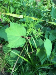 Ampelopsis glandulosa heterophylla