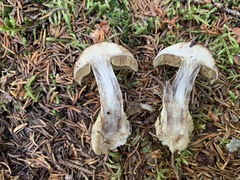 Cortinarius scaurus