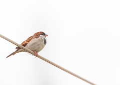 Passer domesticus