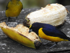 Euphonia concinna