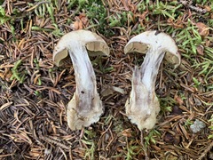 Cortinarius scaurus