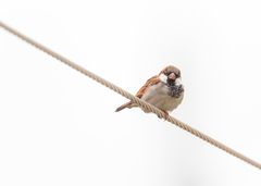 Passer domesticus