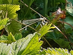 Platycnemis pennipes